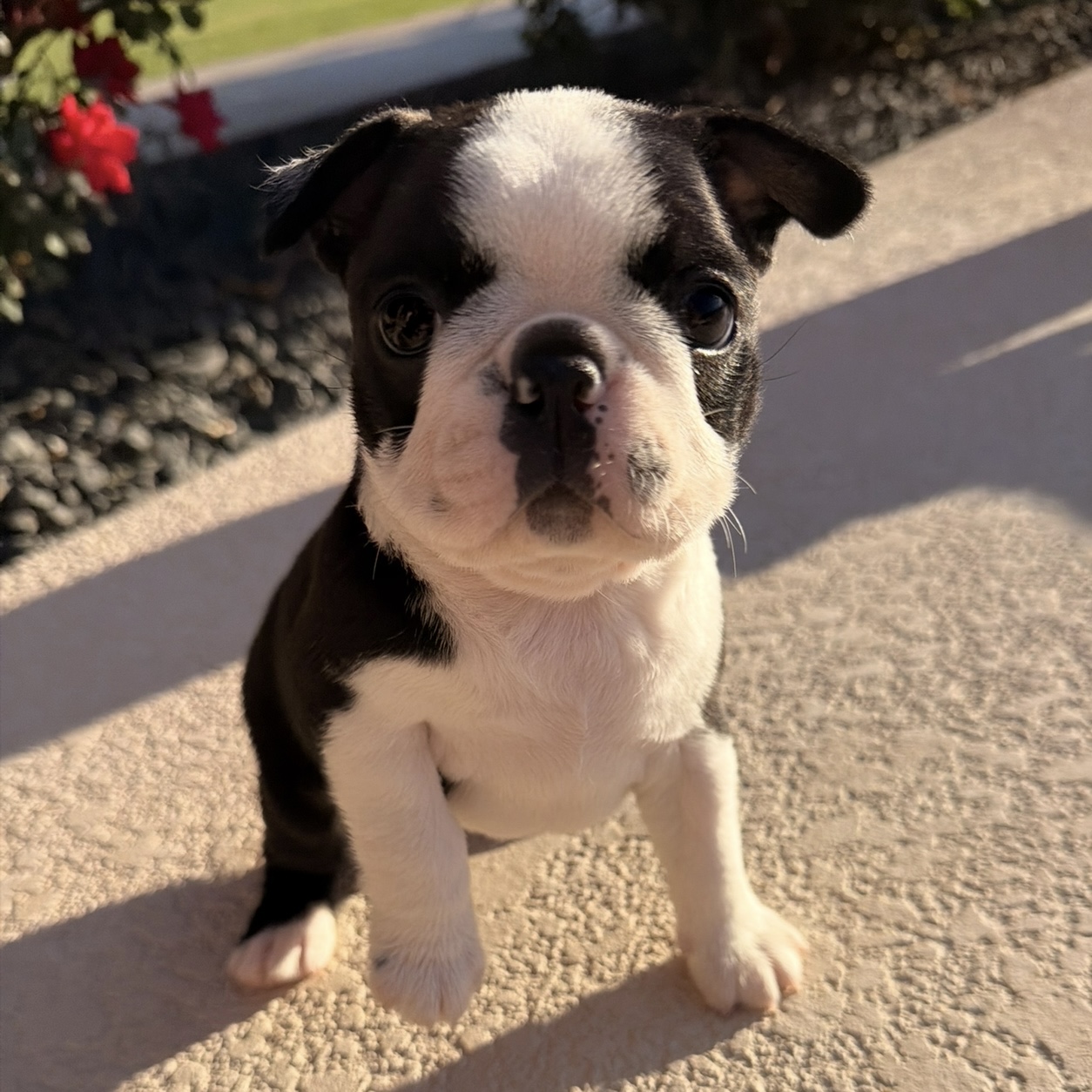 Boston Terrier puppies for sale Texas