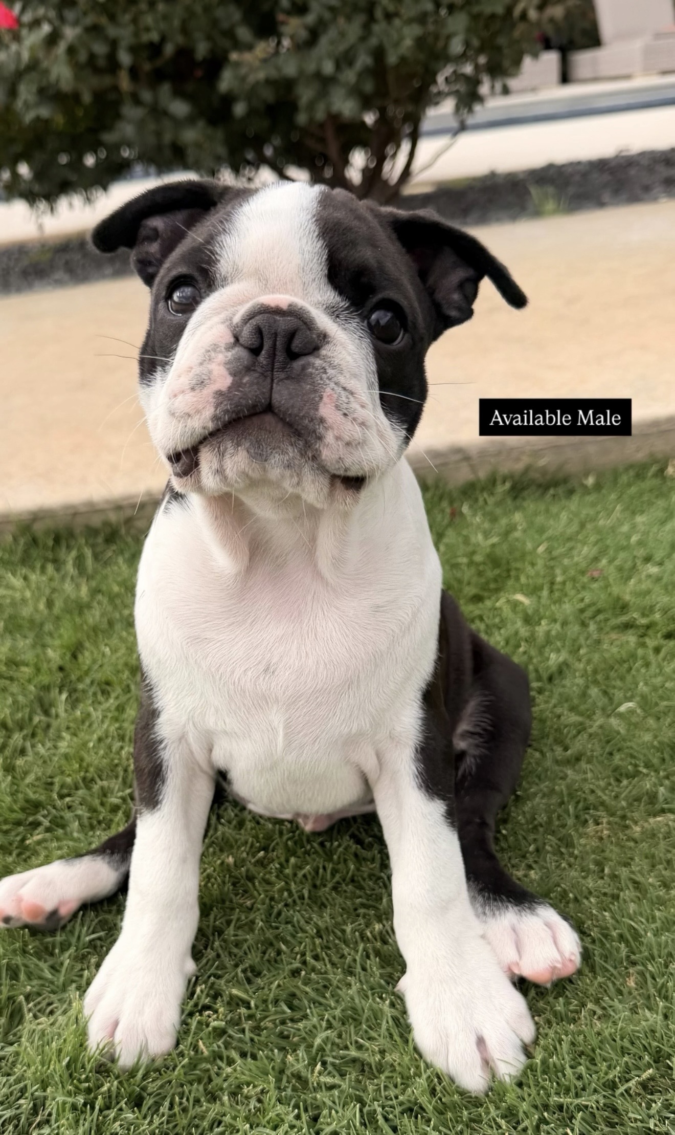 Boston Terrier puppies for sale Texas